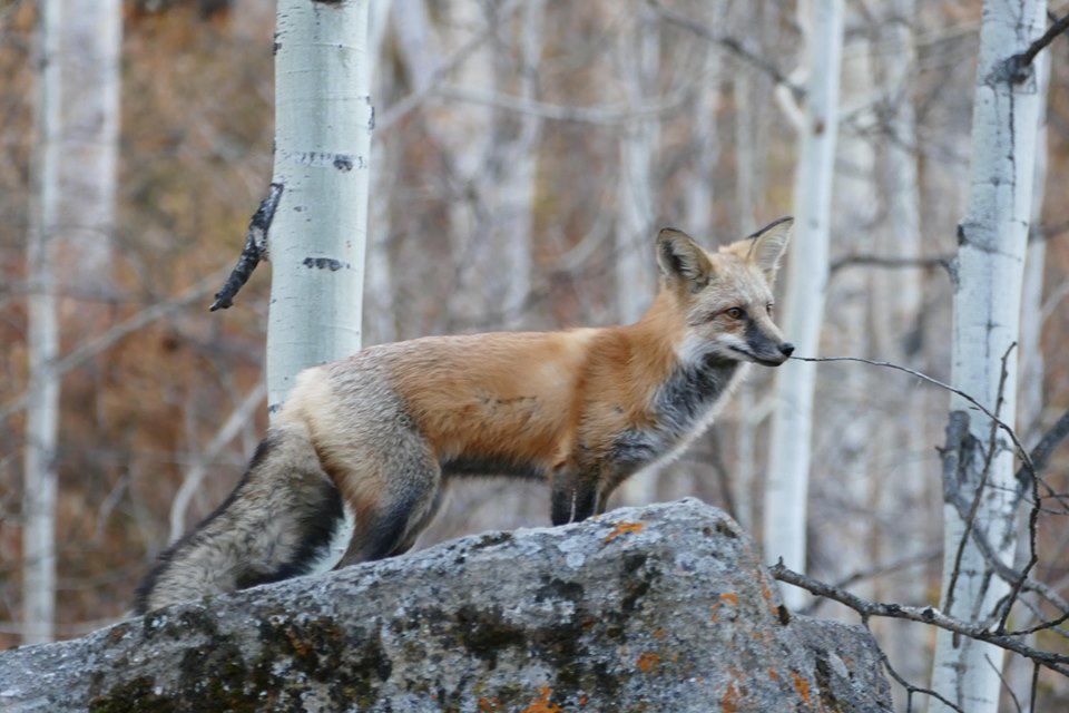 fox